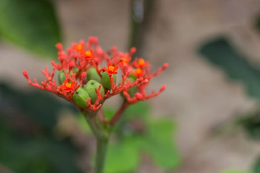 close up nature red flower, tropical flower