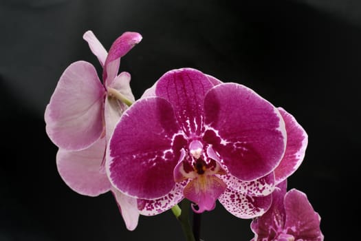 Purple Orchid flower  on black background