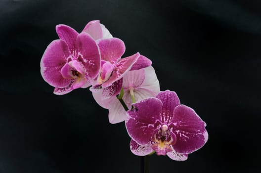 Three Purple Orchids on black background