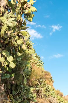 Prickly Pear on a green plants with thorns