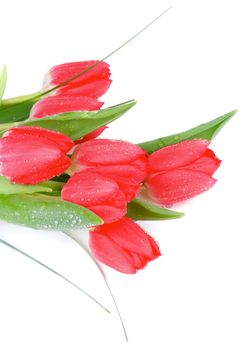 Bouquet of Seven Red Tulips with Green Grass and Water Drops isolated on White background