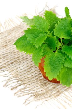 Bunch of Perfect Fresh Green Lemon Balm Leafs in Wooden Pot on Sackcloth on white background. Top View