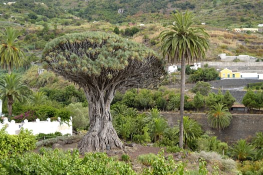 drago milenario, Icod de los vinos, Tenerife, Spain