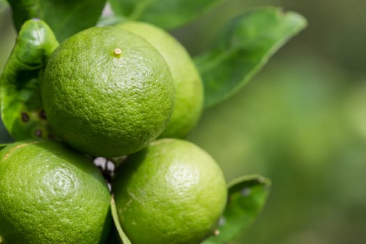 close up green lemon