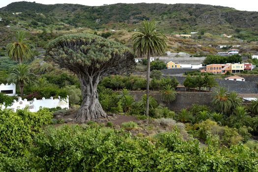 drago milenario, Icod de los vinos, Tenerife, Spain