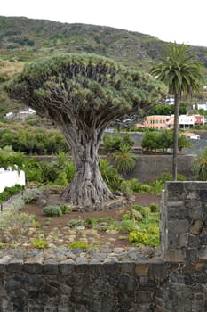 drago milenario, Icod de los vinos, Tenerife, Spain
