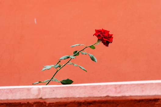 Red rose on the red wall