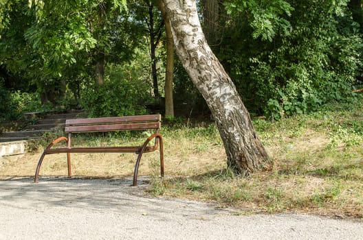 old park bench and tree summer day