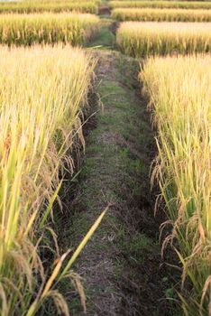 rice field in northern thailand