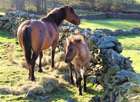 A peaceful image of a horse and foal in a rural setting.