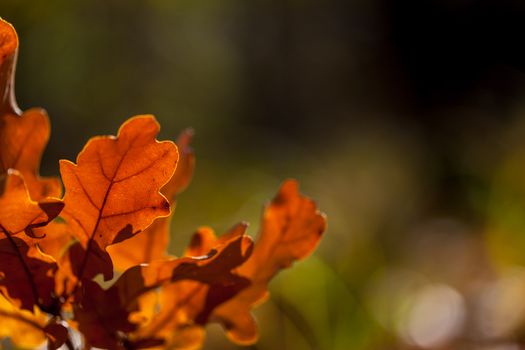 Colorful autumn leaves texture background