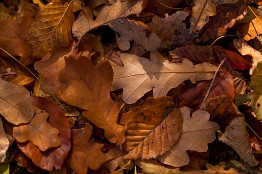 Colorful autumn leaves texture background