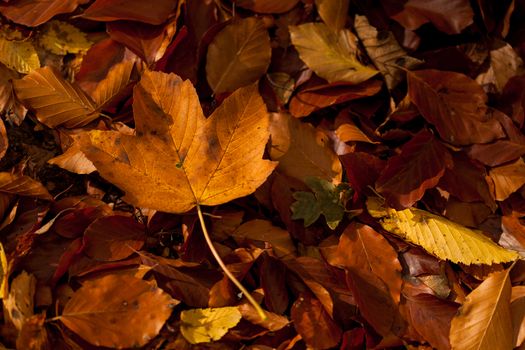 Colorful autumn leaves texture background