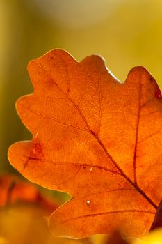 Colorful autumn leaves texture background