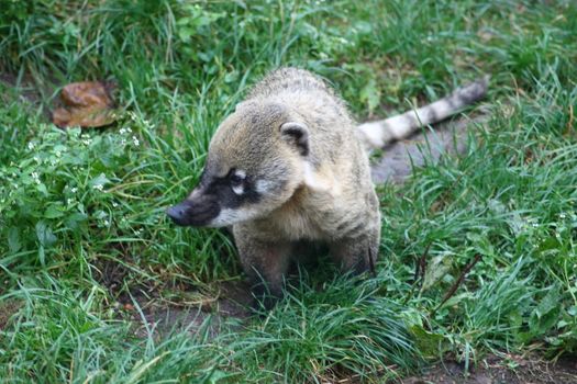 the coati (Nasua) a predator from South America