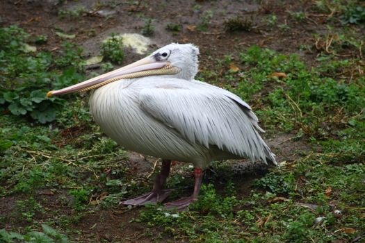 Young white pelican (Pelecanus onocrotalus) in the young bird plumage dress