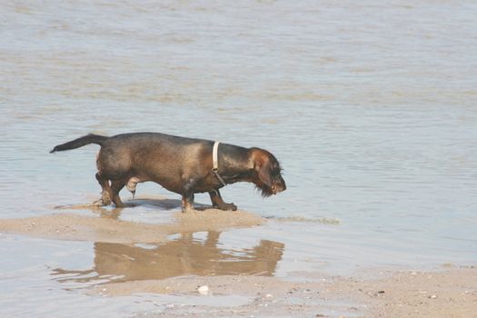 a dachshund playing on the sandy beach