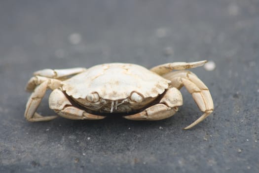 Close-up of a dead beach crab (Carcinus maenas)