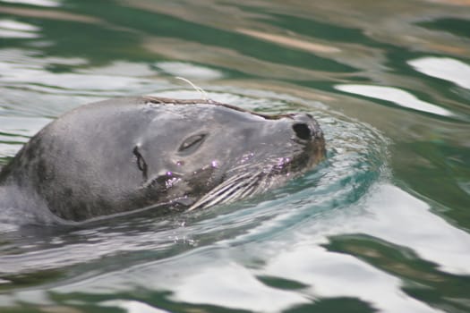 Detail view of a floating seal (Phoca vitulina)