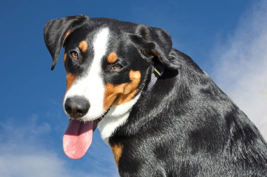 appenzell cattle dog against the blue sky