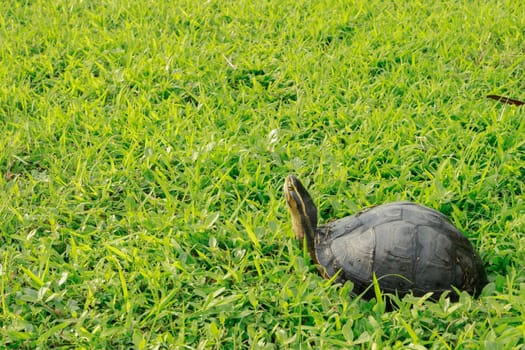 wildlife turtle on green grass