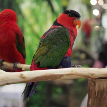 closeup of beautiful eclectus parrot