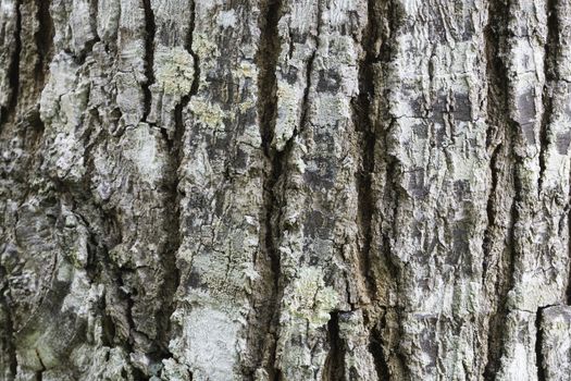 Old brown wood tree texture background pattern, bark texture