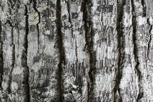 Old brown wood tree texture background pattern, bark texture
