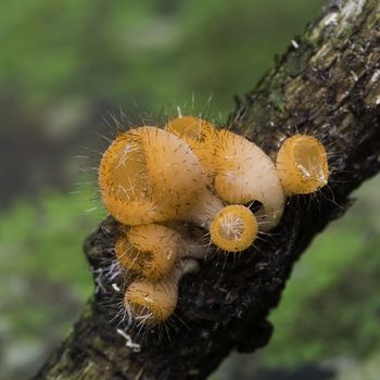 Beautiful orange mushroom, Coat Mushroom, in rain forest nature