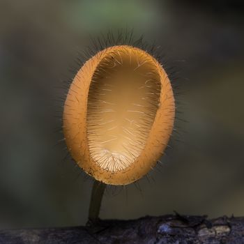 Beautiful orange mushroom, Coat Mushroom, in rain forest nature