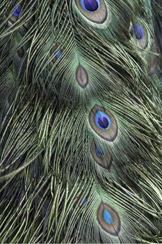 Green and blue bird plumage, green peacock feathers, texture background