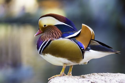 Beautiful male duck, Mandarin Duck (Aix galericulata)