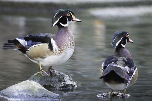 Beautiful duck, male Wood Duck (Aix sponsa), in portrait profile