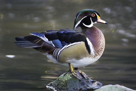 Beautiful duck, male Wood Duck (Aix sponsa), in portrait profile