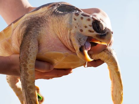 marine turtle release after rehabilitation in rescue center