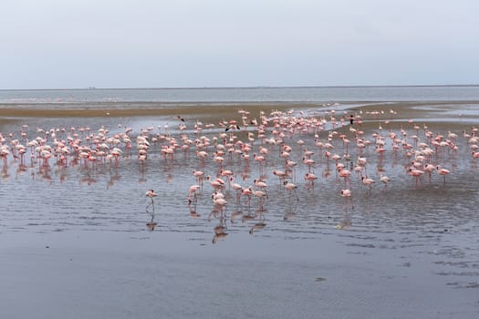 Huge colony of Rosy Flamingo in Walvis Bay Namibia, overcast, True wildlife