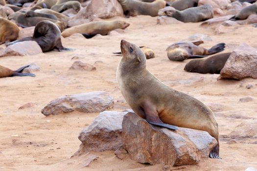 Portrait of Brown fur seal, Arctocephalus pusillus, in Cape Cross, Namibia, wide angle view, true wildlife photography