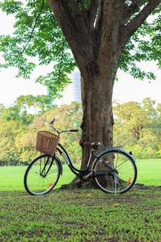 bicycle on green grass under tree