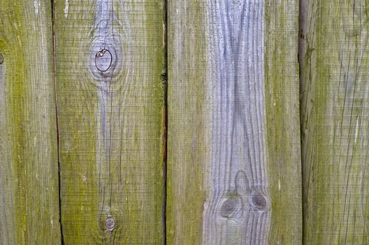 Photo of rural wooden fence covered with green mold.