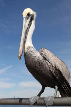 Grey pacific pelican with blue sky in the background.