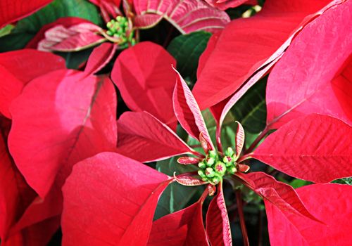 Close up of leafs from a red poinsettia.