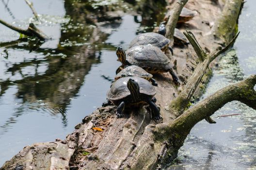 Four Yellow-bellied slider turtles on a log