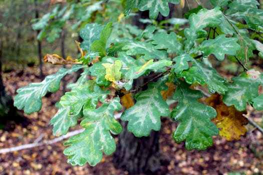 green oak's leaves on the branch in the forest