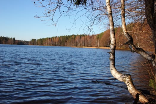 view of the lake with drooping birch