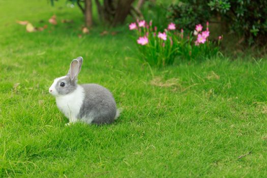 little rabbit and green grass