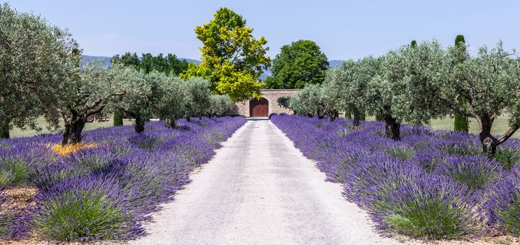 Provence, France. Lavander field during summer season.