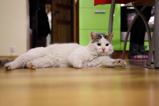 Cat laying on the floor