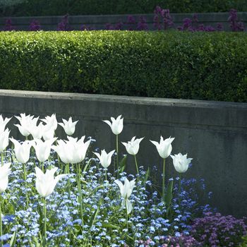 white tulips and small blue flowers by a concrete wall
