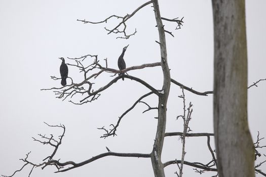 Great Cormorants sitting on dead tree branches