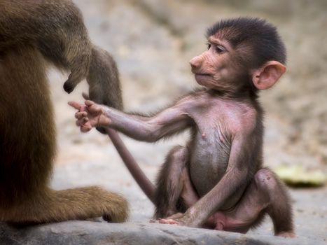 Young baboon holding on to it's mothers hand